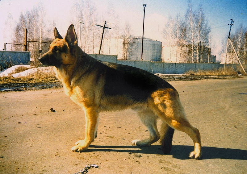 САН-РАТХЕЛЛЕ ЦЭДЕР ( Quai v. Michelstadter Rathaus & Мич Беру Санта)       25.12.1993 - 14.05.2008